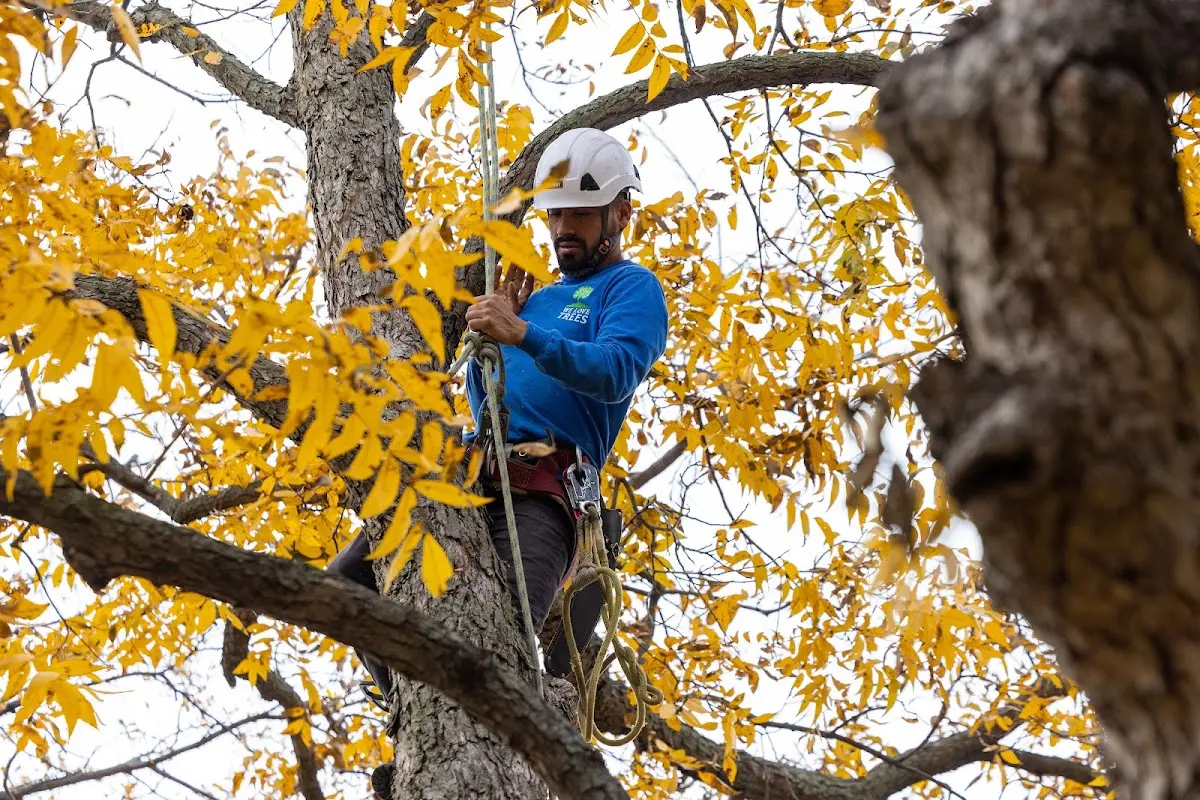 Skilled Tree Pruning crew working in New Carlisle